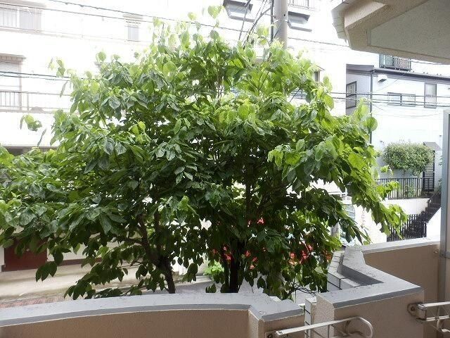 �y���̑��z�@